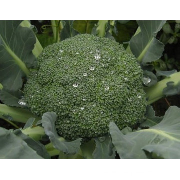 HBR01 Senmin heat resistent F1 hybrid broccoli seeds